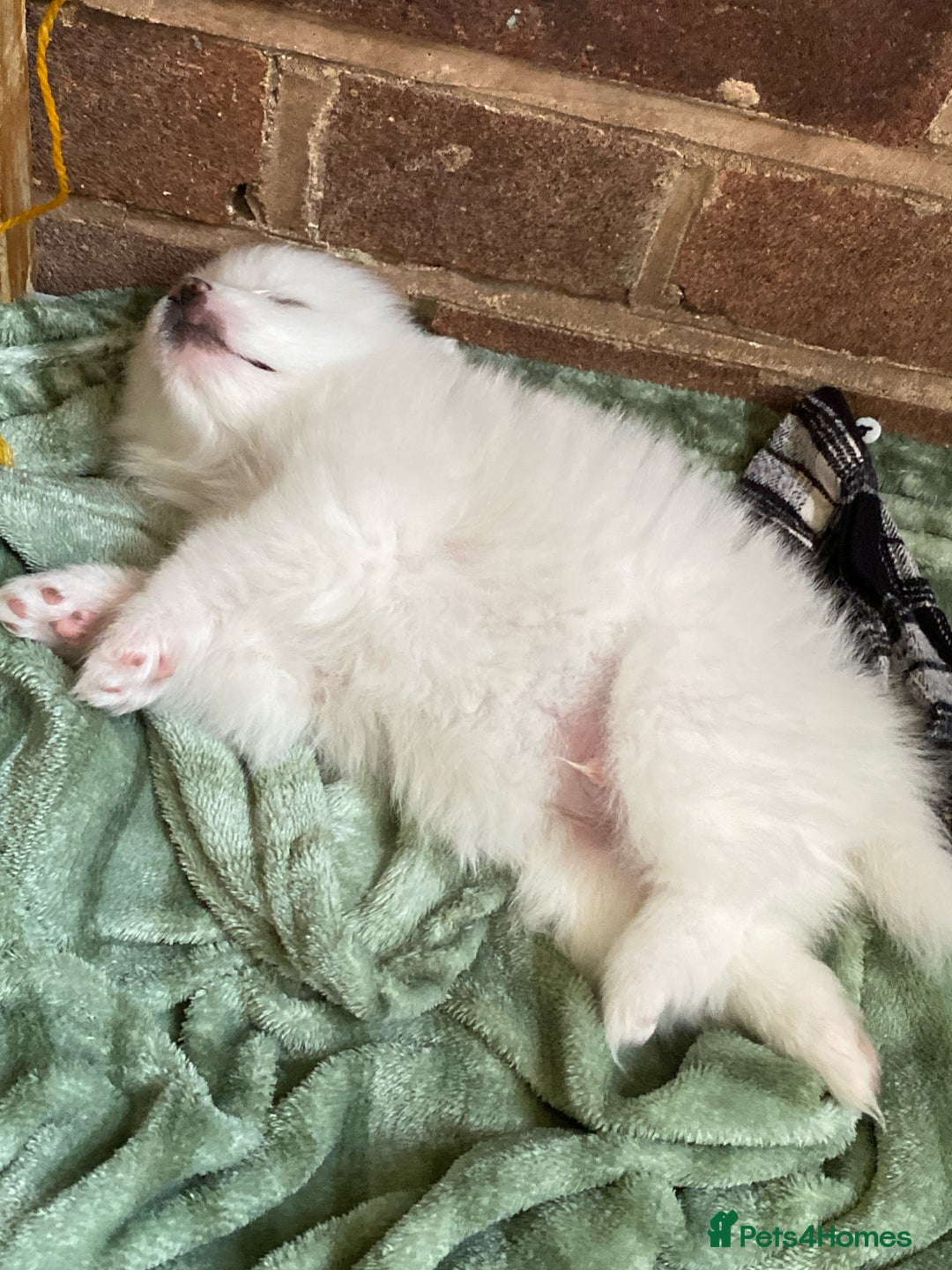 Pomeranian dogs for sale: Lovely Pomeranian - Image 16