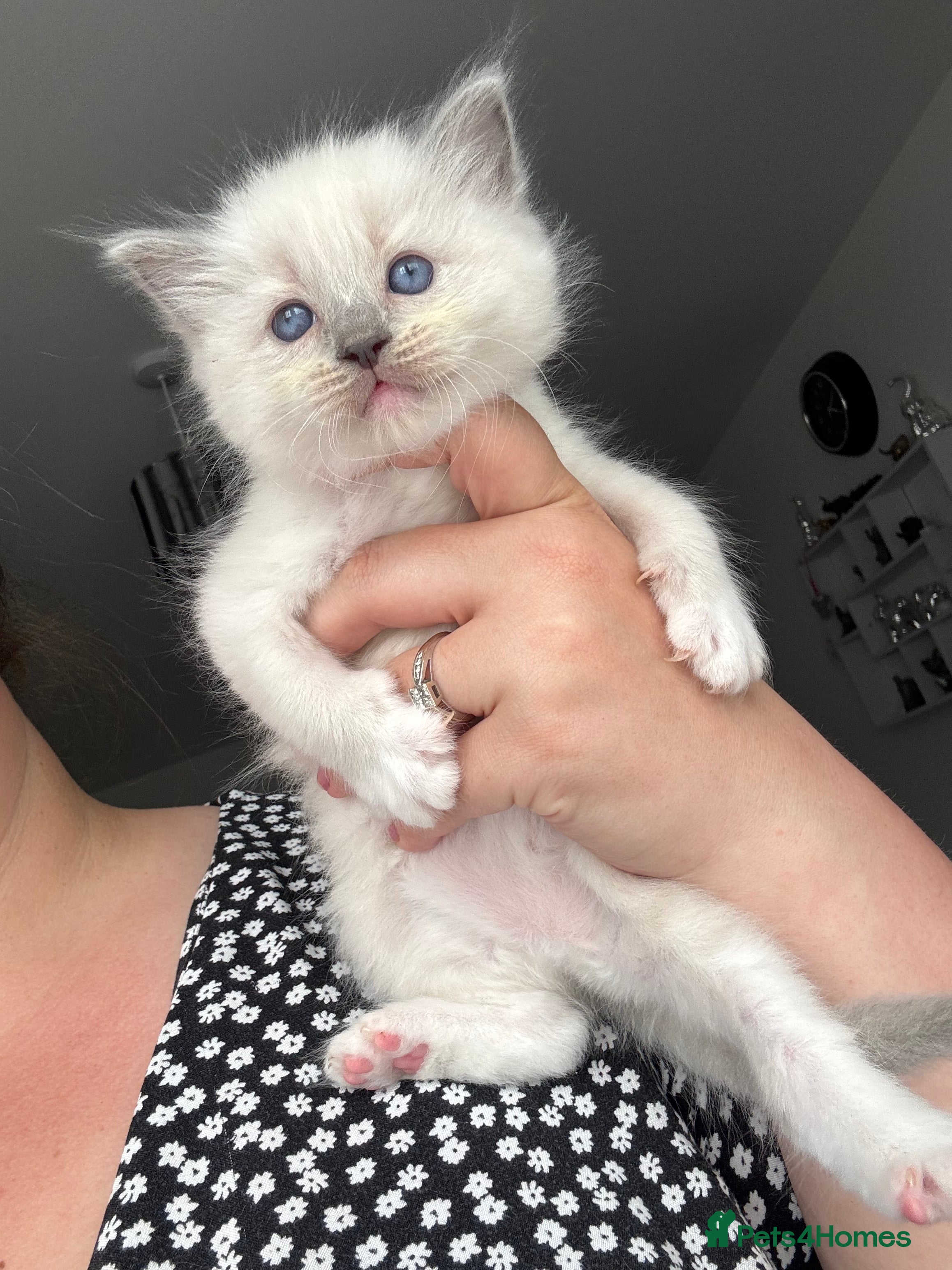 Ragdoll cats Adorable Ragdoll Kittens Ready for Reserving - Advert 2