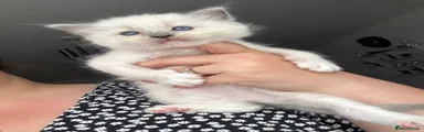 Ragdoll Light Pink Collar Girl 