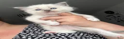 Ragdoll cats for sale: Adorable Ragdoll Kittens Ready for Reserving in Huntingdon - Advert 2