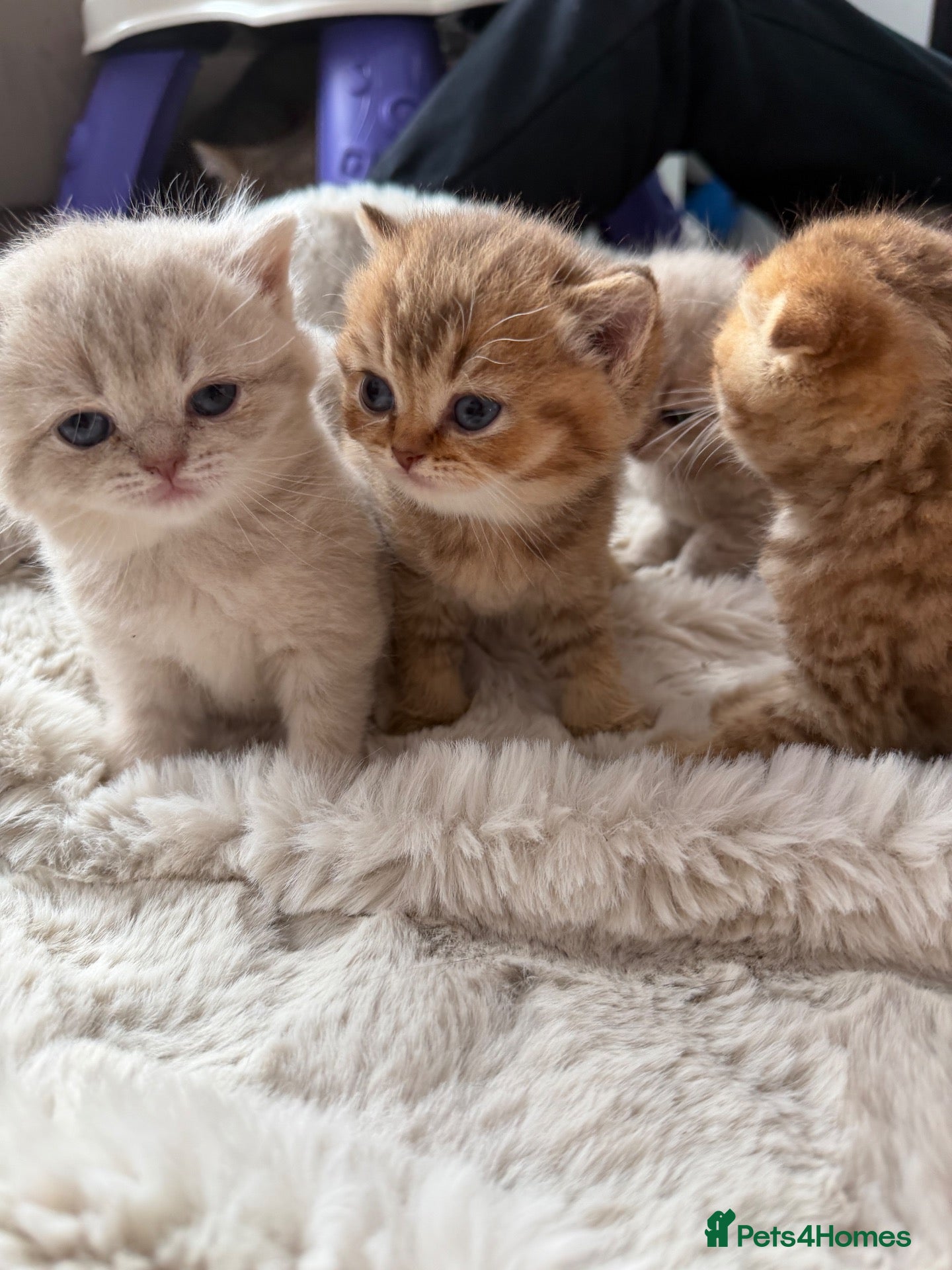 Scottish Fold cats Exceptional litter of Scottish fold/ straight😍😍 - Advert 1