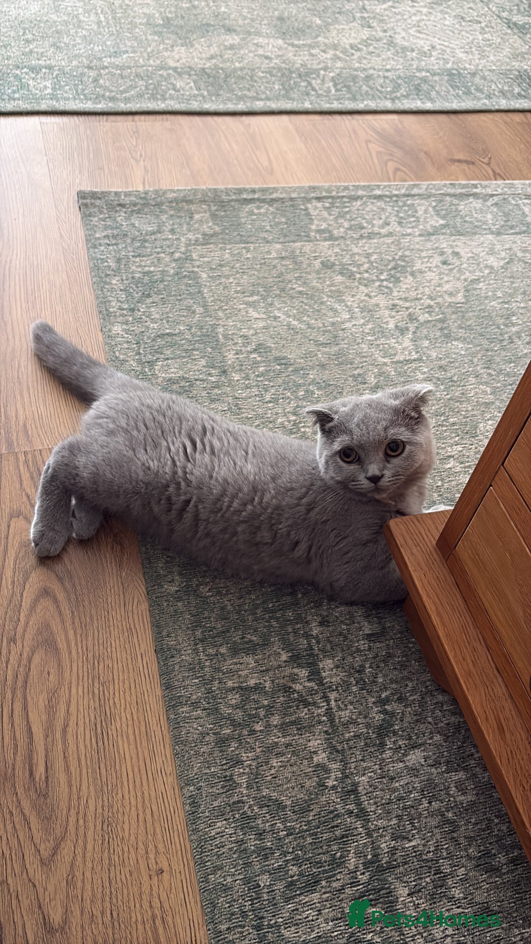 Scottish Fold cats for sale: Stunning Boy Scottish Fold Kitten in Herne Bay - Image 10