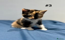 Mixed Breed cats for sale: 4 fluffy girls - Image 12