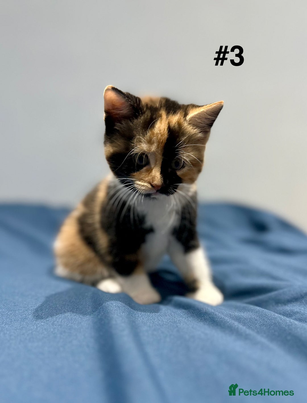 Mixed Breed cats for sale: 4 fluffy girls - Image 12