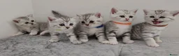 British Shorthair cats for sale: 🏆 Pedigree Silver British Shorthair Kittens 🏆 - Advert 6