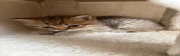 British Shorthair cats for sale: British short hair  - Advert 8