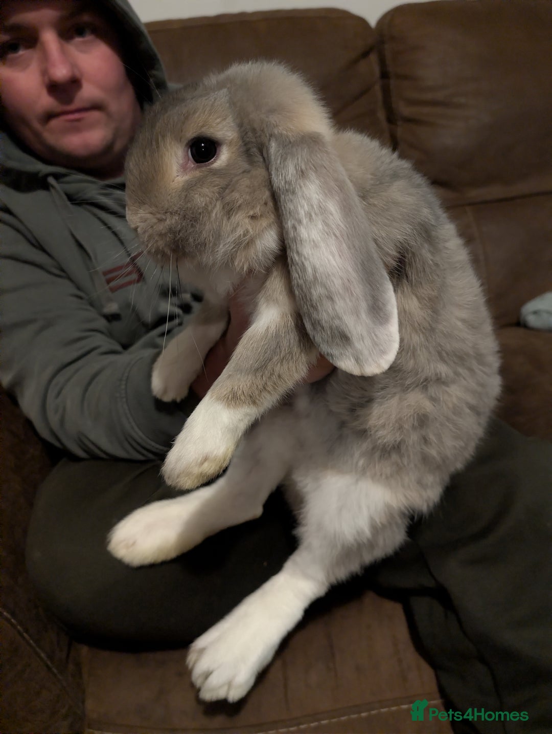 French Lop rabbits for sale: Beautiful French lops  - Advert 2