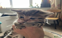 Bengal cats for sale: 9 BENGAL RAGDOLL X KITTENS - Image 22