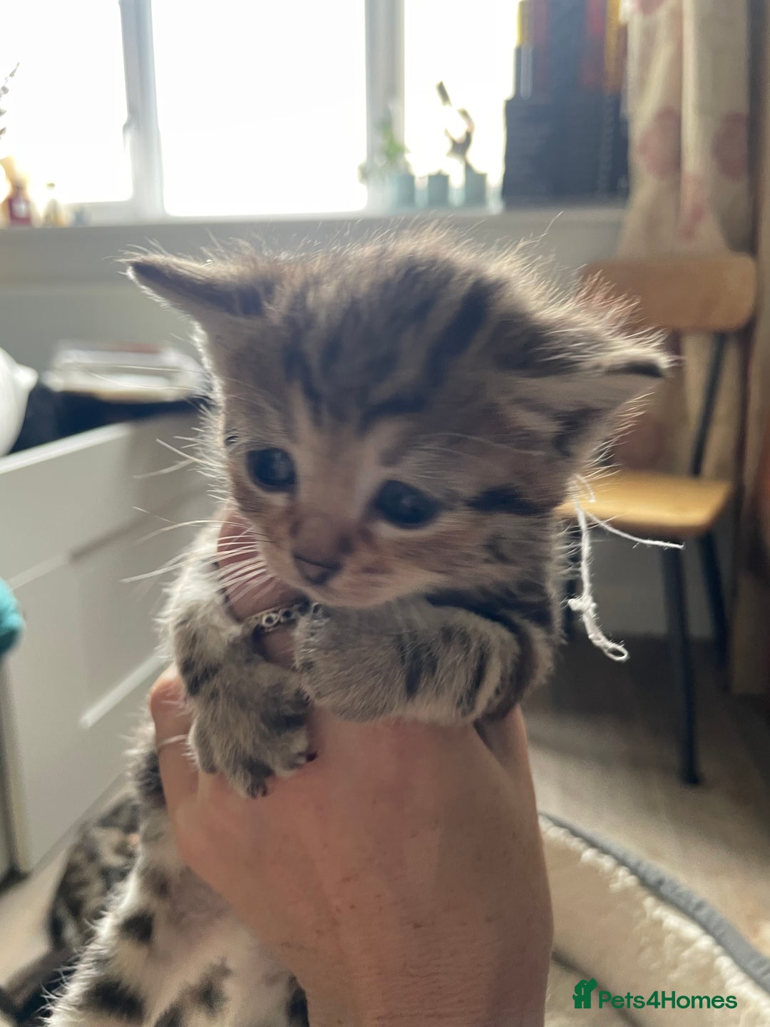 Bengal cats for sale: 9 BENGAL RAGDOLL X KITTENS - Image 22