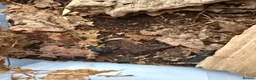 Isopods invertebrates for sale: Lots of Mixed isopods  - Advert 12
