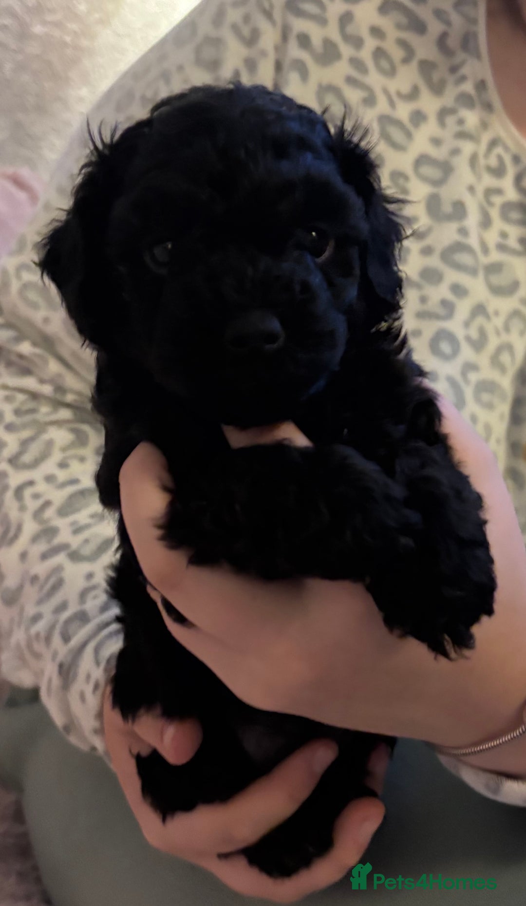 Yorkiepoo dogs for sale: Beautiful yorkipoo puppies - Image 16