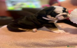 English Bulldog dogs for sale: 💙💗 exceptional English bulldog puppies 💗 💙  - Image 2