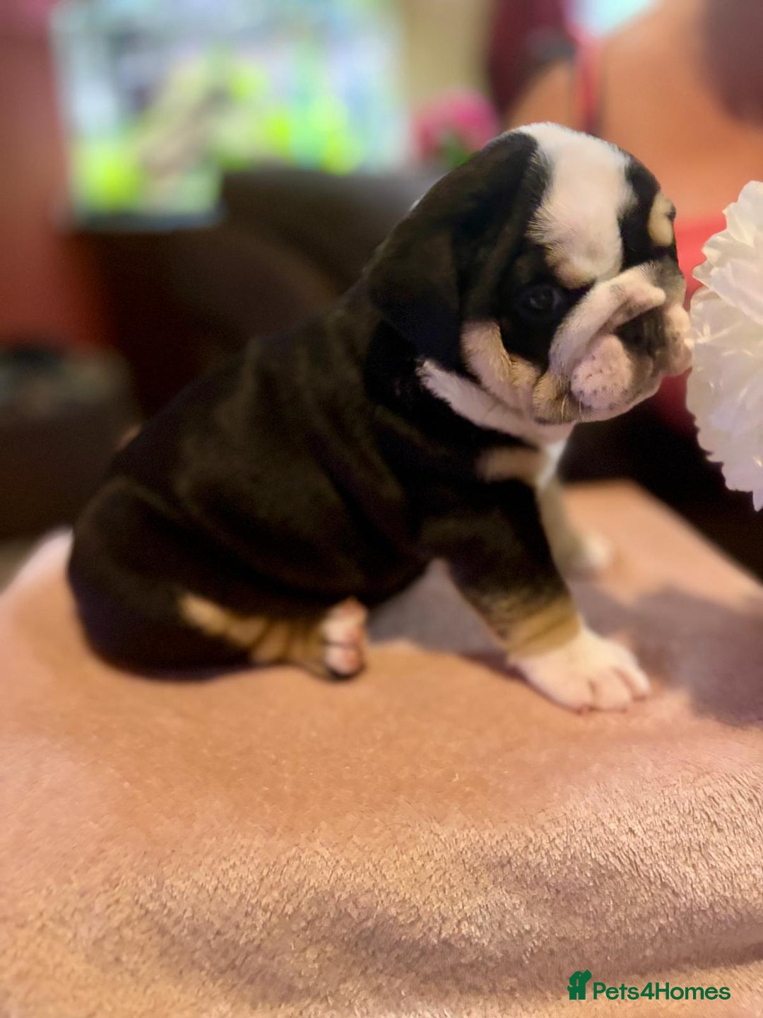 English Bulldog dogs for sale: 💙💗 exceptional English bulldog puppies 💗 💙  - Image 2