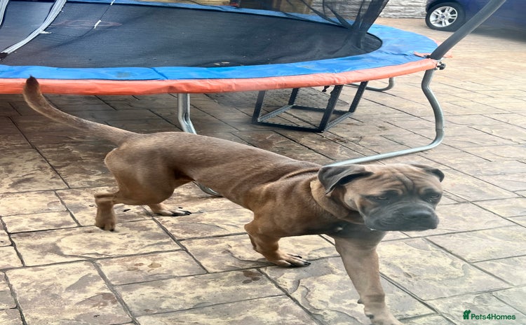 Cane Corso dogs - Advert 1