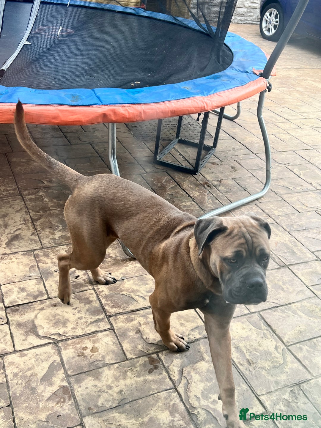 Cane Corso dogs for sale: Cane corso for rehome - Image 1
