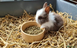 Lionhead rabbits for sale: Gorgeous Baby Lionhead Bunnies - Image 6