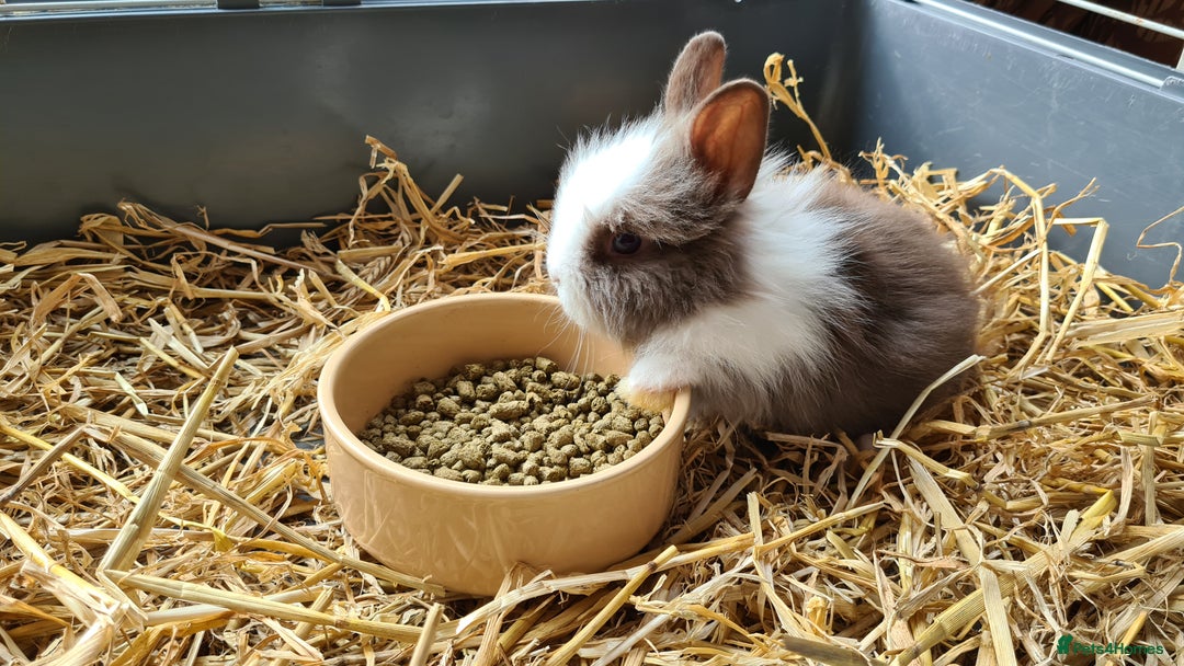 Lionhead rabbits for sale: Gorgeous Baby Lionhead Bunnies - Image 6