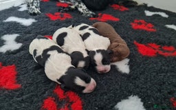 Cocker Spaniel dogs for sale: Exceptional Working Cocker Spaniel Pups – KC Reg - Image 16