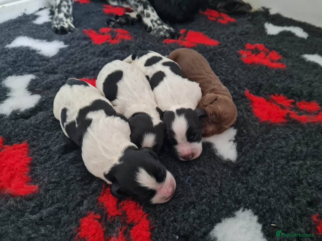 Cocker Spaniel dogs for sale: Exceptional Working Cocker Spaniel Pups – KC Reg - Image 16