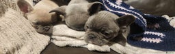 French Bulldog dogs for sale: French bulldog  - Advert 13