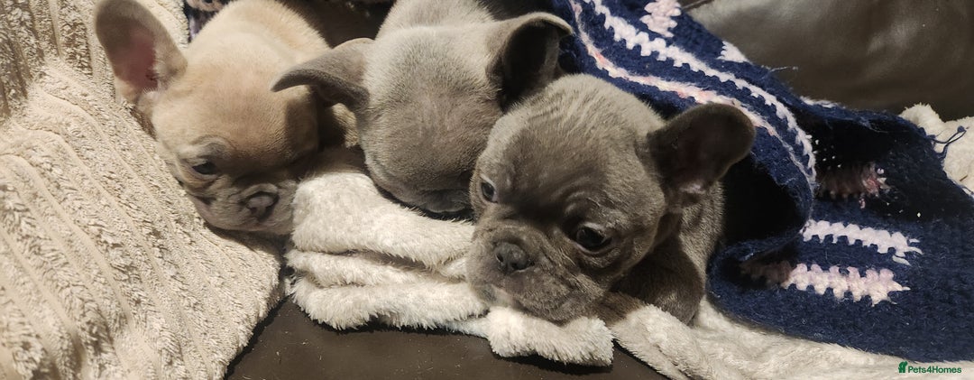 French Bulldog dogs for sale: French bulldog  - Advert 13