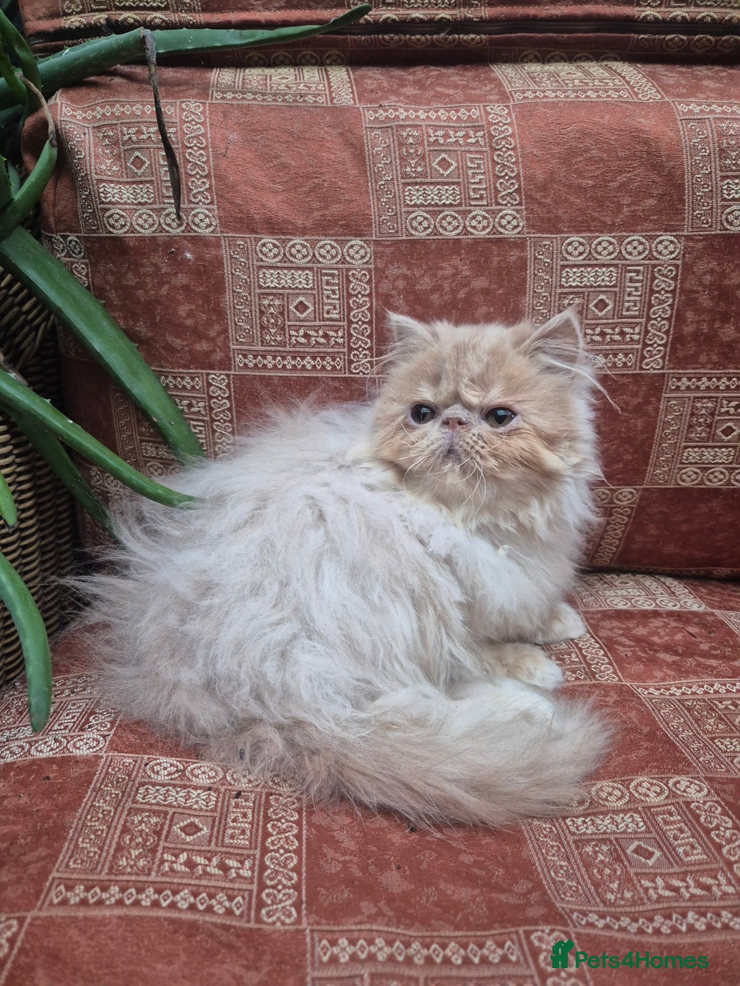 Exotic cats for sale: 💙READY NOW Persian boy💙🏆Champion sired💙 😸  - Advert 4