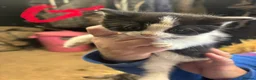 Mixed Breed cats for sale: kittens for sale  - Advert 4