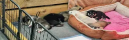 Siberian Husky dogs for sale: 5 Boys & 2 Girls Siberian Huskies – 8 Weeks Old - Advert 15