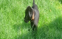 Labrador Retriever dogs for sale: Labrador puppies - Image 3
