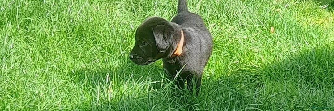 Labrador Retriever dogs for sale: Labrador puppies - Image 3