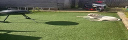 Old Tyme Bulldog dogs for stud: 2 year old, old tyme bulldog for stud in Farnborough - Advert 3