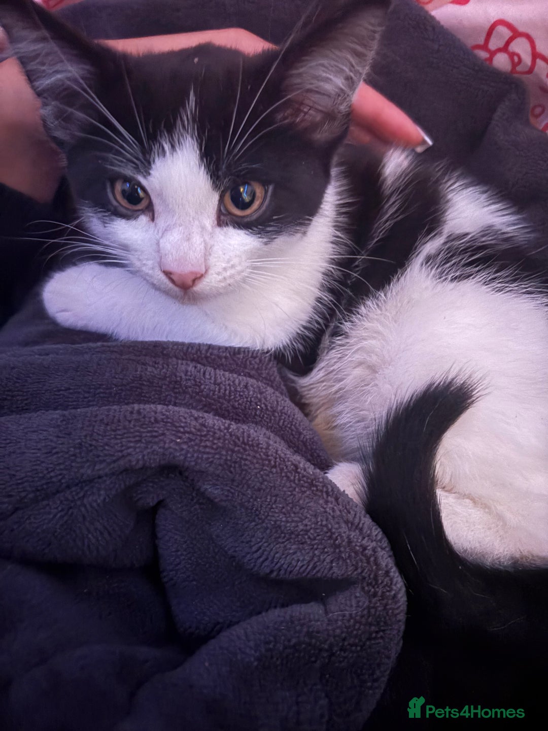 Mixed Breed cats for sale: tuxedo kitten - Advert 5