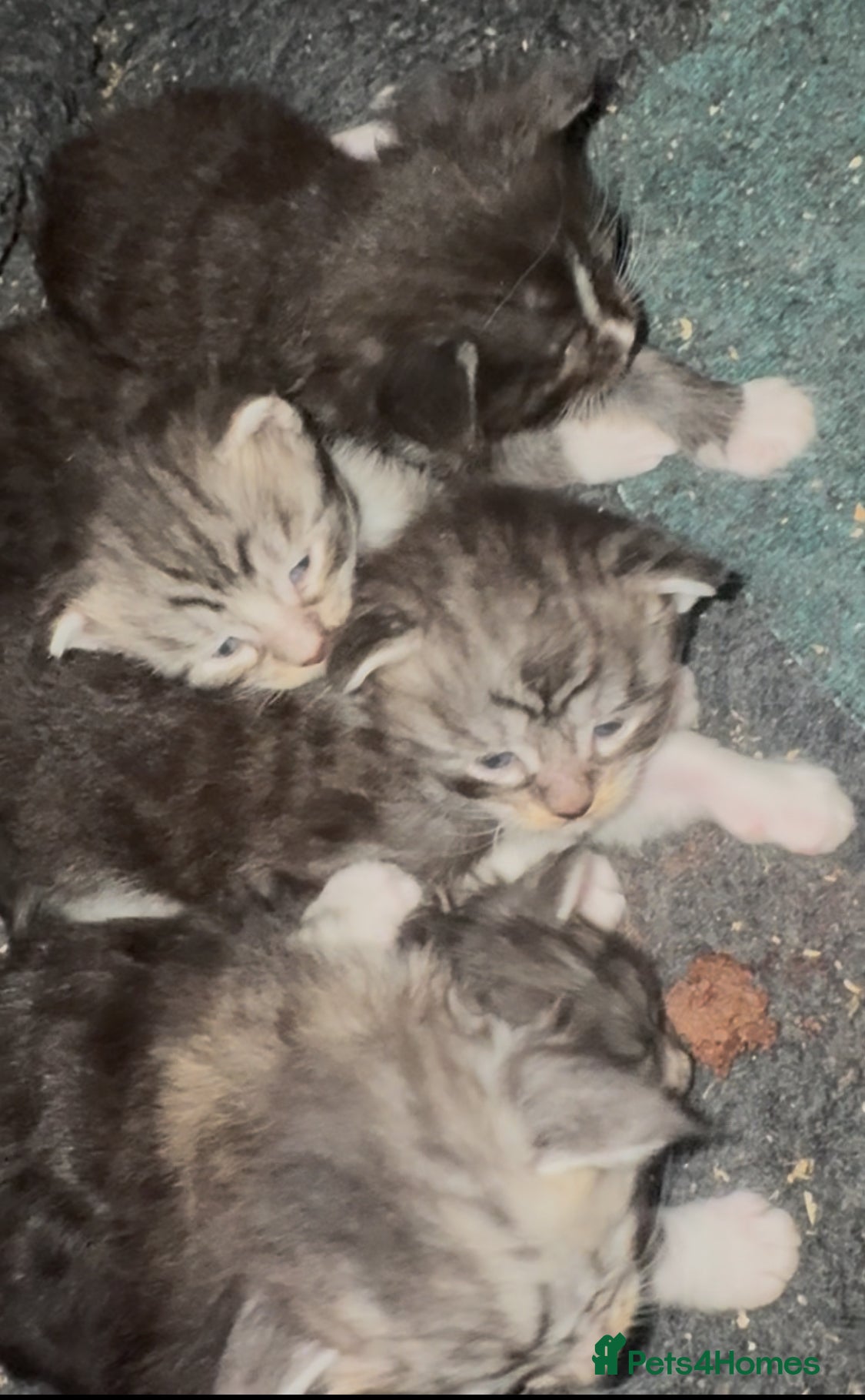 Maine Coon cats XXL MAINE COON KITTENS-READY JULY - Advert 2