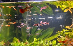 Live Bearers fish for sale: Flame orange/yellow guppies - Image 2