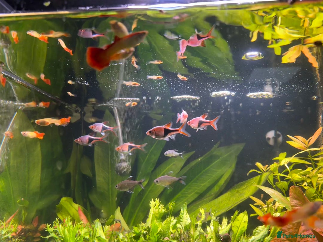 Live Bearers fish for sale: Flame orange/yellow guppies - Image 2