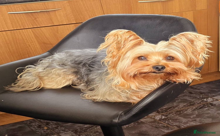 Yorkshire Terrier dogs - Advert 3