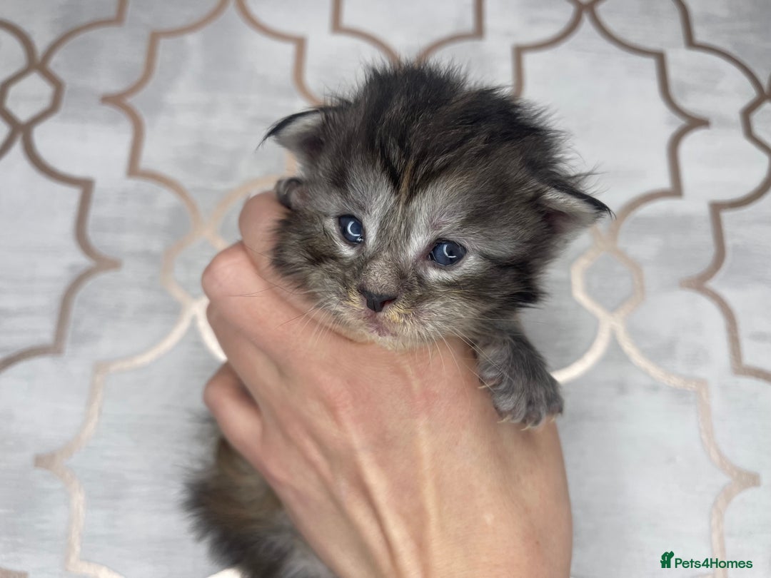 Maine Coon cats for sale: 🐾💛5 Sweet Maine Coons looking for forever home💛 - Advert 30