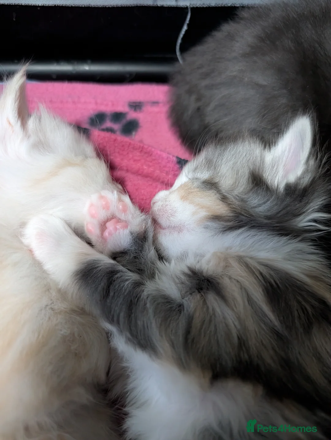 Maine Coon cats for sale: Stunning GCCF registered Maine Coon Kittens  - Advert 20