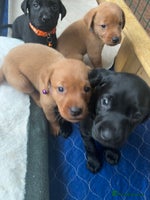 Labrador Retriever dogs Fully Health Tested Outstanding KC Reg Puppies - Advert 16