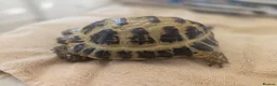 Tortoise reptiles for sale: Albert the horsefield - Advert 5