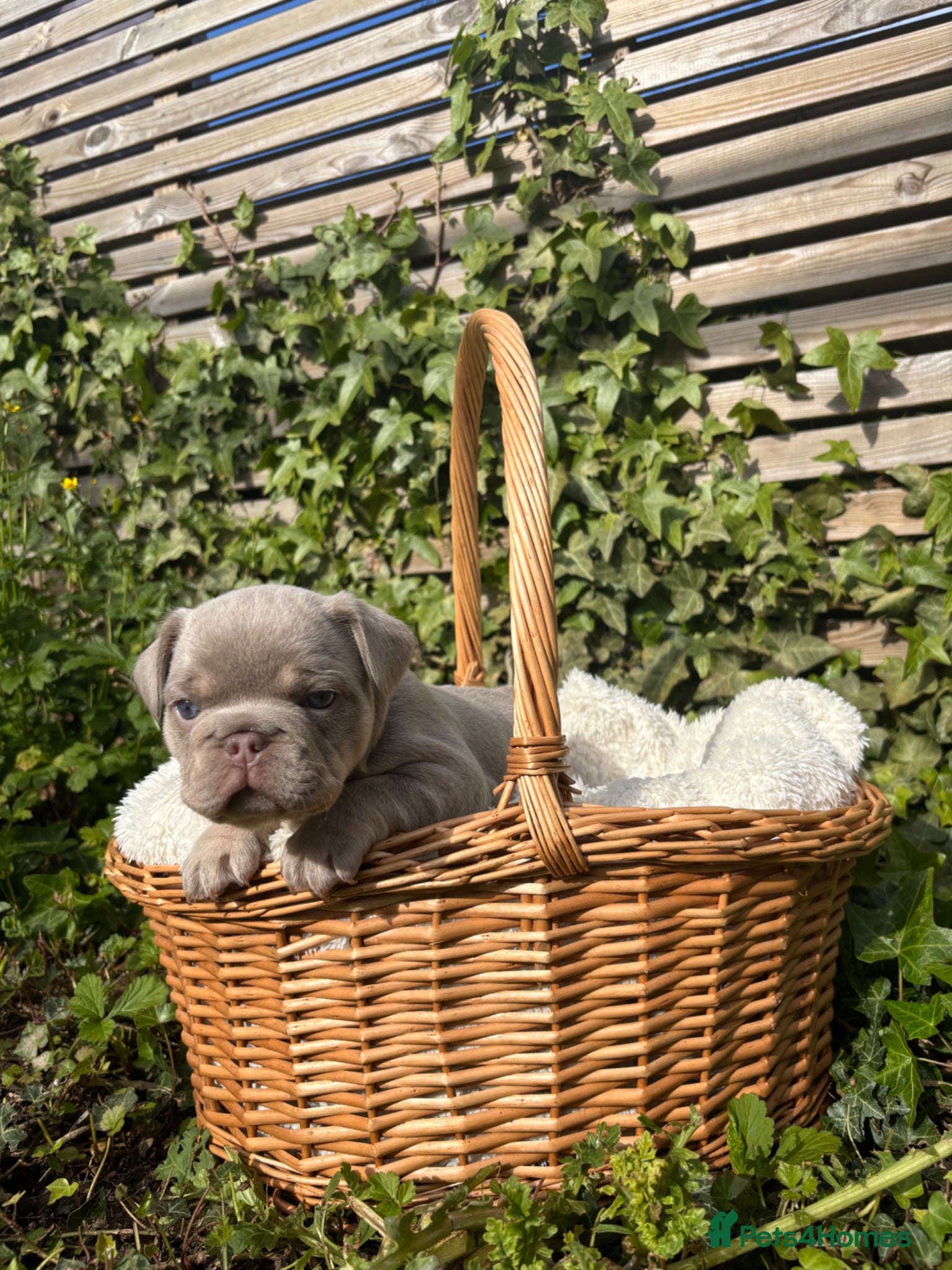 French Bulldog dogs Last of litter of 3 new shade French bulldog pup - Advert 16