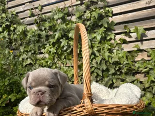 French Bulldog dogs Last of litter of 3 new shade French bulldog pup - Advert 1