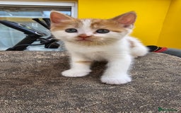 Mixed Breed cats for sale: Beautiful kittens for sale - Image 12