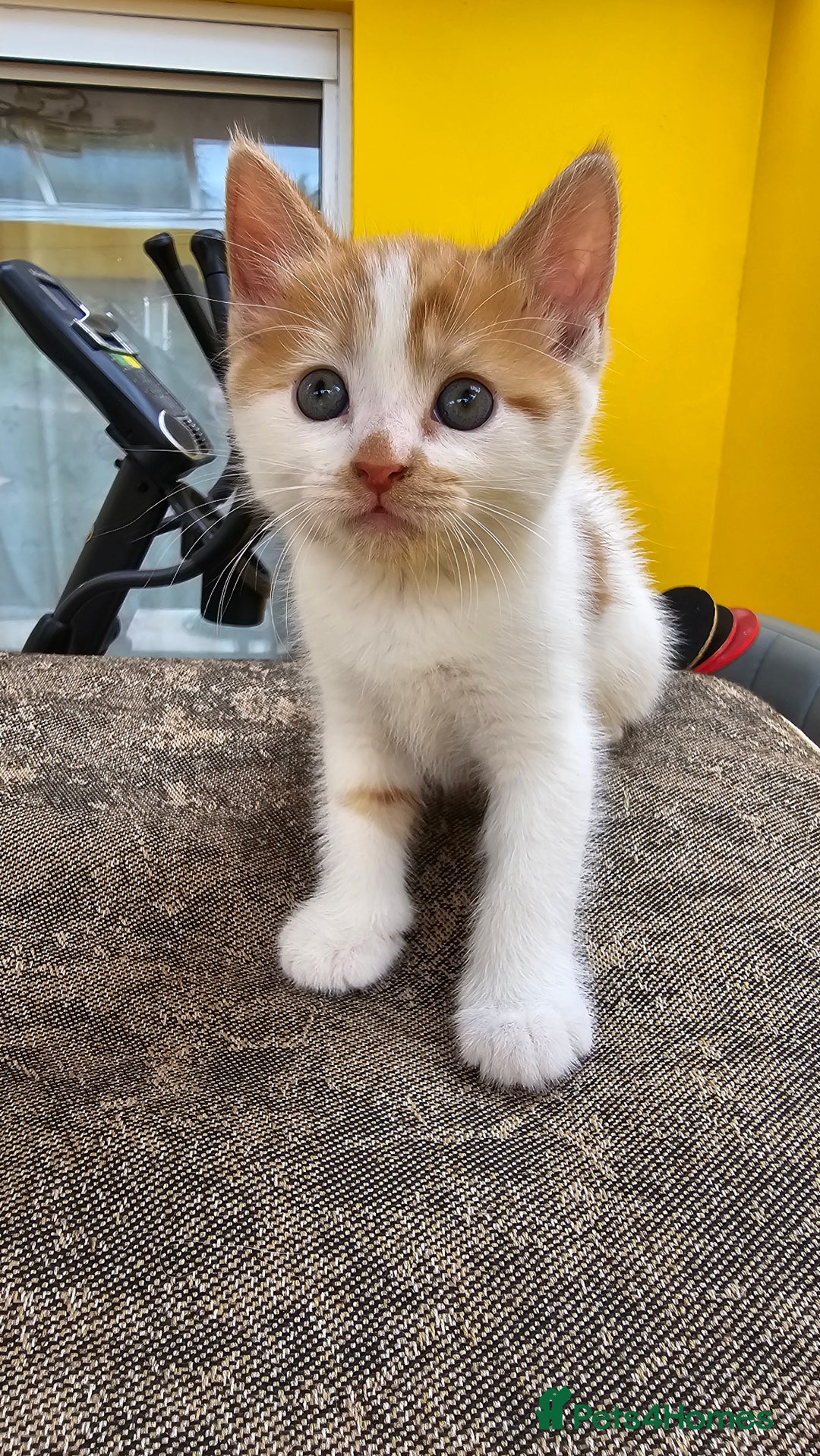Mixed Breed cats for sale: Beautiful kittens for sale - Image 12