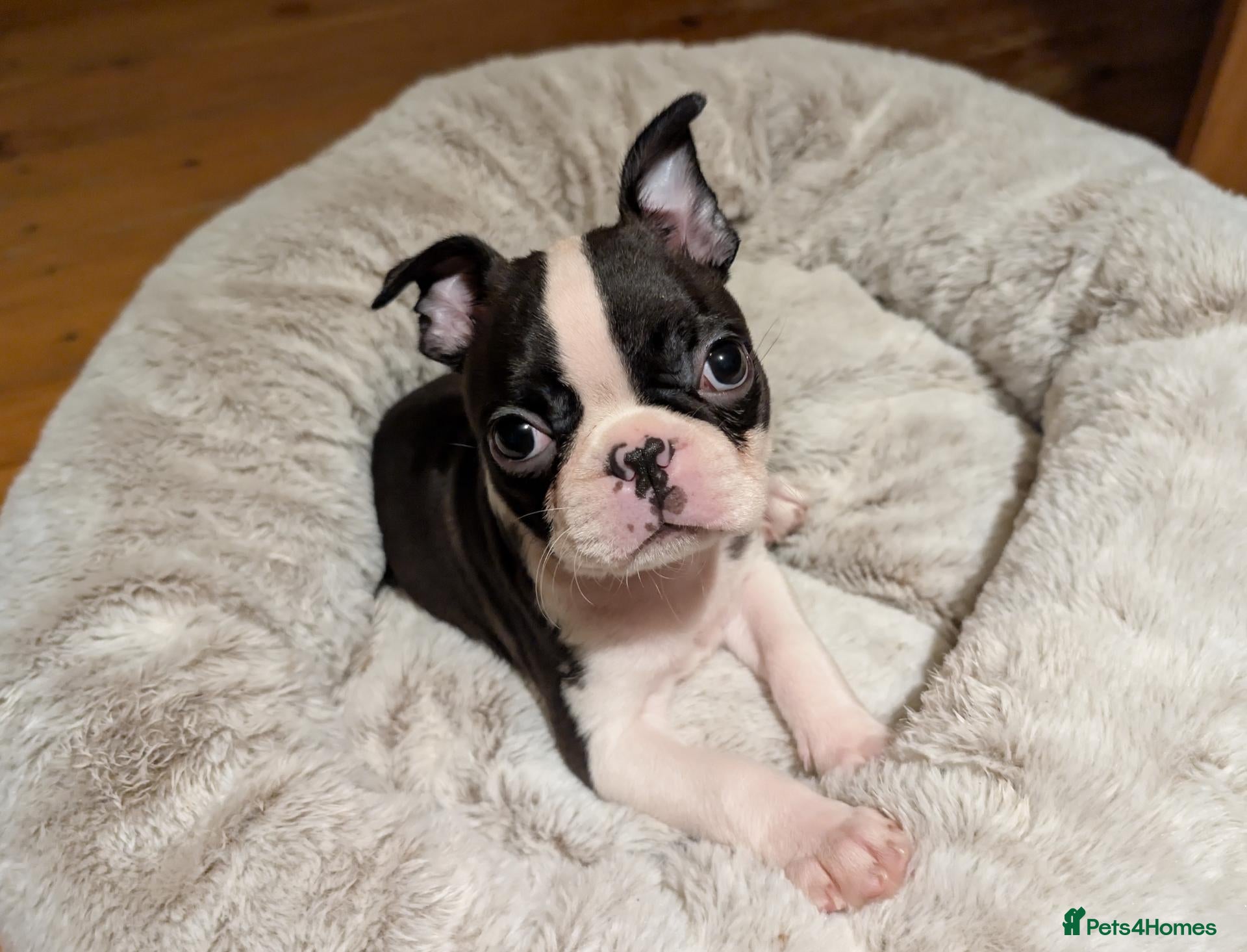 Boston Terrier dogs 1 BOY  LEFT/Adorable KC reg Boston - Advert 4