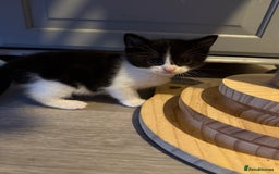 Domestic Shorthair cats for sale: Two beautiful boy kittens  - Image 2