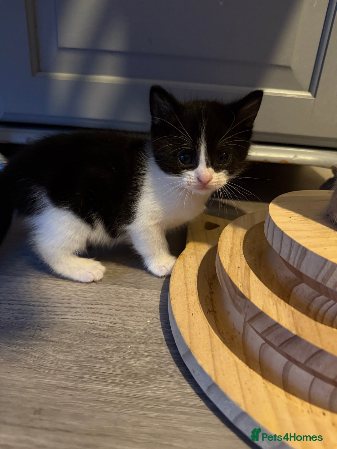 Domestic Shorthair cats for sale: Two beautiful boy kittens  - Image 2