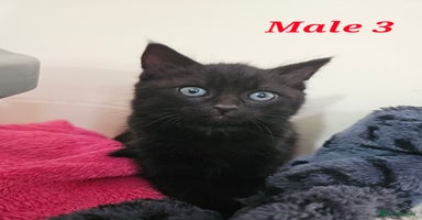 Mixed Breed cats - Advert 1