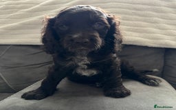 Cockapoo dogs for sale: Two male f3 cockapoos ready now  - Image 4