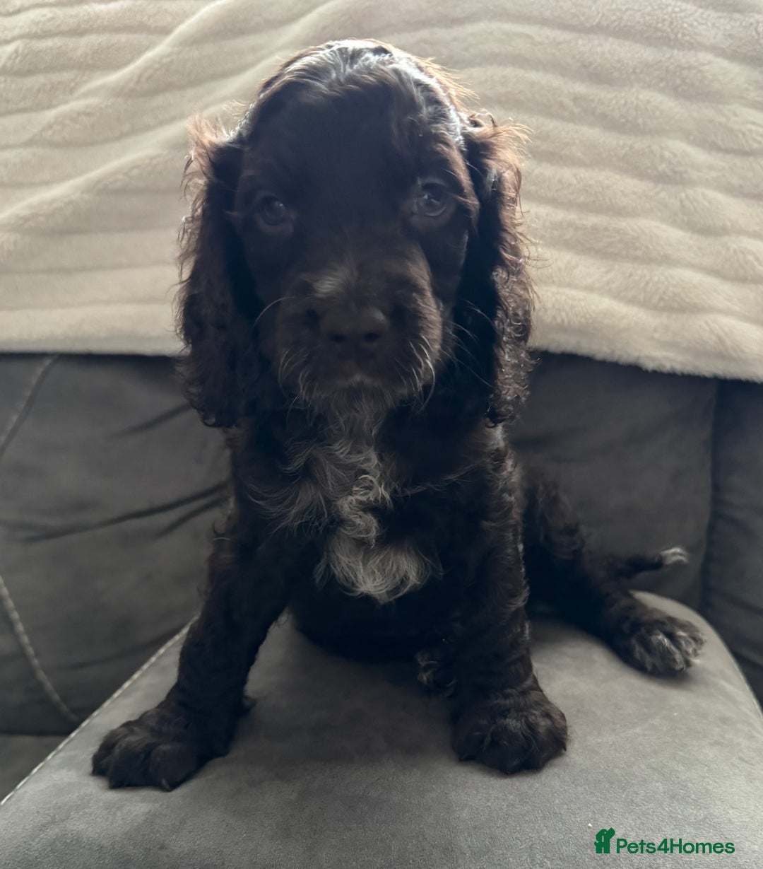Cockapoo dogs for sale: Two male f3 cockapoos ready now  - Image 4